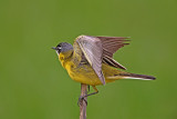 Yellow wagtail Motacilla flava rumena pastirica_MG_1308-11.jpg