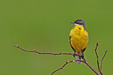 Yellow wagtail Motacilla flava rumena pastirica_MG_1316-11.jpg