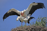 White stork Ciconia ciconia bela torklja_MG_1655-11.jpg