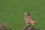 Short-eared owl Asio flammeus močvirska uharica_MG_1542-11.jpg
