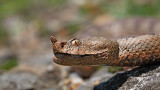 Nose-horned viper Vipera ammodytes modras_MG_3137-11.jpg