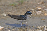 House martin Delichon urbica mestna lastovka_MG_3751-11.jpg