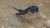 Barn swallow Hirundo rustica kmenčka lastovka_MG_3791-11.jpg