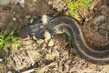 Grass snake Natrix natrix belouka_MG_2539-11.jpg