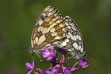 Marbled white Melanargia galathea lisar _MG_9264-11.jpg