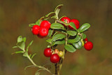 Lingonberry Vaccinium vitis-idaea brusnica_MG_3769-11.jpg