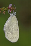 Wood white Leptidea sinapis frfotavček_MG_4222-11.jpg