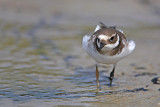 Ringed plover  Charadrius hiaticula  komatni deevnik_MG_5389-11.jpg