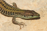 Italian wall lizard Podarcis sicula primorska kuarica_MG_5111-1.jpg