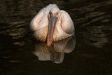 Great white pelican Pelecanus onocrotalus ronati pelikan_MG_9147-1.jpg