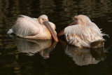 Great white pelican Pelecanus onocrotalus ronati pelikan_MG_9148-1.jpg