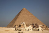 Pyramid of Khufu, great pyramid, pyramid of Cheops and dromedary keopsova piramida in dromedar_MG_9954-1.jpg