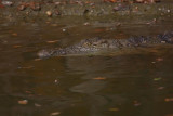 Nile crocodile Crocodylus niloticus nilski krokodil_MG_9215-1.jpg