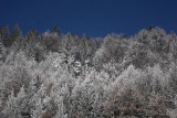 Forest in winter gozd pozimi_MG_0960-1.jpg