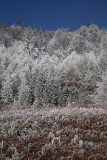 Forest and clearing in winter gozd in jasa pozimi_MG_0957-1.jpg