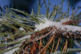 Needles and snow iglice in sneg_MG_1110-1.jpg