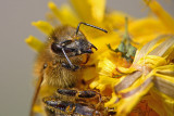 Honey bee Apis mellifera ebela_MG_8312-11.jpg