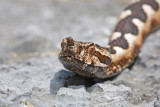  Nose-horned viper Vipera ammodytes modras_MG_8477-11.jpg