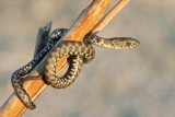 Dice snake Natrix tessellata kobranka_MG_3435-11.jpg