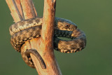 Dice snake Natrix tessellata kobranka_MG_3472-11.jpg