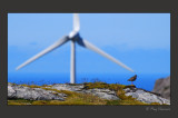 bird and windmill