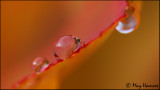 raindrops