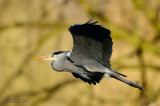 Grey Heron in Flight