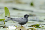 Black Tern