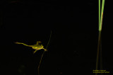 European Tree Frog At Night