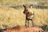 Wild Dog At The Kill