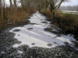 ice amoeba