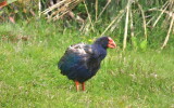 Takahe.jpg