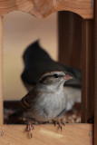Chipping Sparrow (Tufted Titmouse on the background)