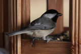 Carolina Chickadee