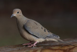 Mourning Dove