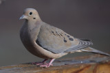 Mourning Dove