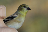 American Goldfinch