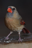 Cardinal (female)