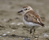 Dotterel