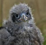 NZ Falcon Chick