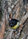 Tomtit - Male