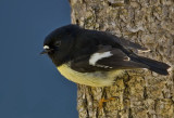 Tomtit - Male