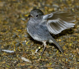 North Island Robin