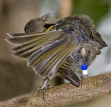 Stitchbird - Female