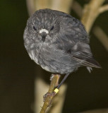 North Island Robin