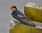 Welcome Swallow