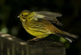 Yellowhammer