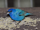 20110505_2679.jpg