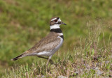 Killdeer