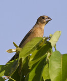 Blue Grosbeak, female